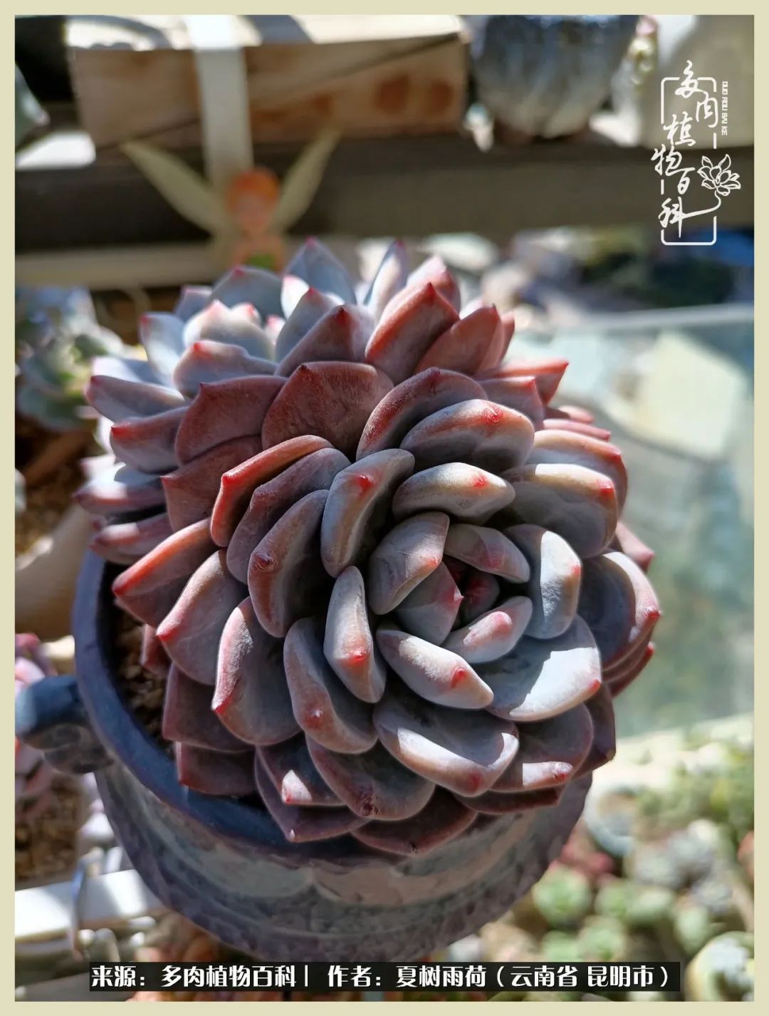 自从养了多肉有了窗台想要个阳台,养多肉10年多