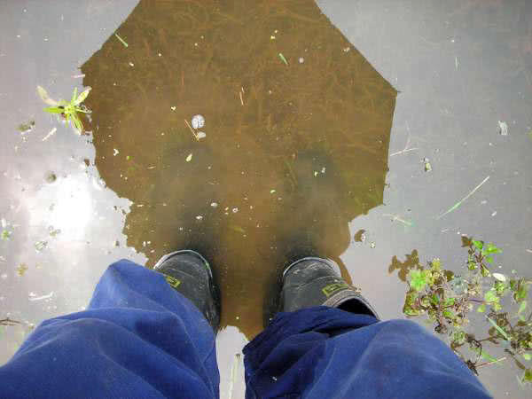 白鲫是白甲鲫鱼吗,白鲫钓大鲫鱼视频