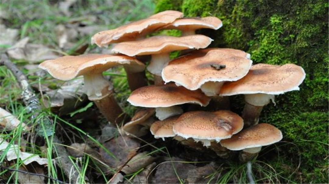 东北受欢迎的山野菜,东北最受欢迎的山野菜