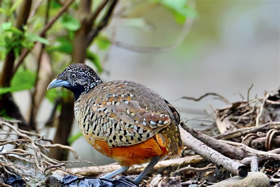 罕见！十堰首次城区出现黄脚三趾鹑为何会出现在城区？如何救助？