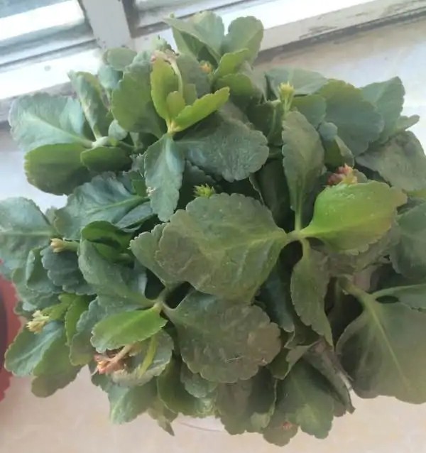 长寿花叶子发软是什么原因引起的,长寿花叶子发软怎么回事