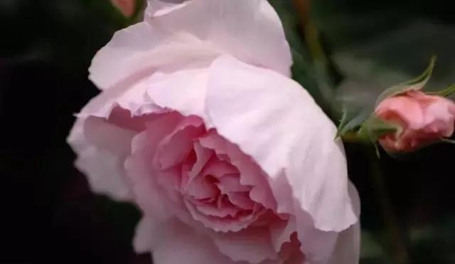 每天一点鲜花小知识,每天学习一点点科普知识