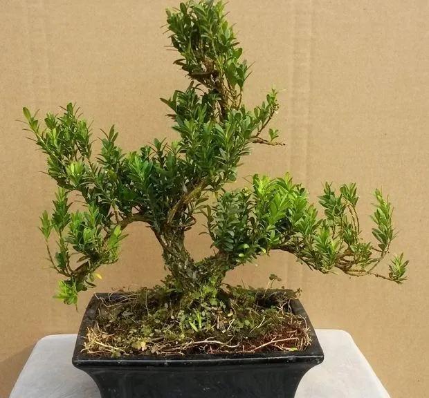 黄杨盆景的造型技巧,黄杨极品盆景制作视频