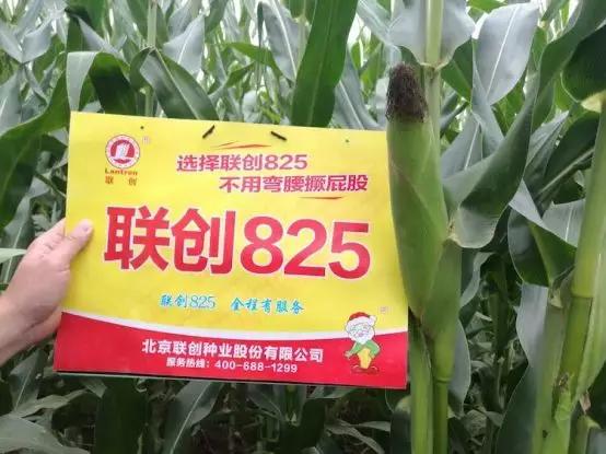 联创种业视频,联创种业小麦品种