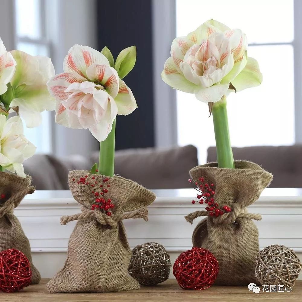 朱顶红为什么老是烂球,怎么才能让朱顶红不生小球