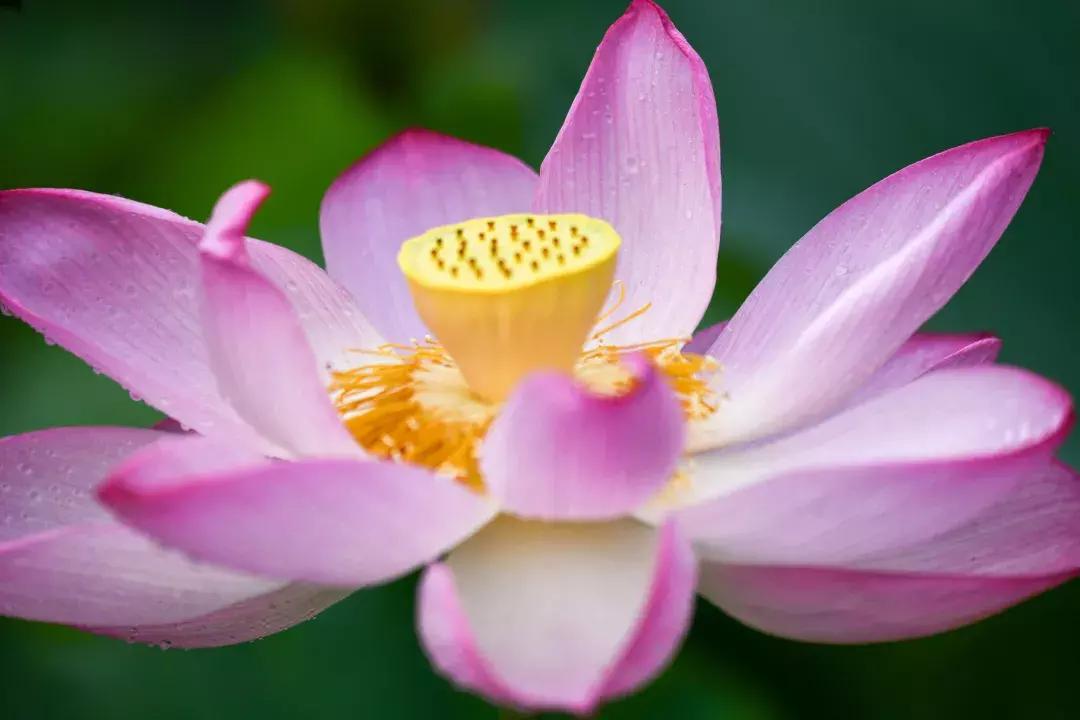 骞垮窞鑽疯姳鏅尯姹夋湇,骞垮窞鑾茶姳灞辫幉鑺辫妭姹夋湇