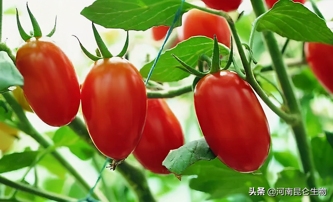 圣女果专用膨大剂有哪些？膨大素什么时候用好？膨大用什么肥料？