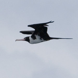 鸟类怎么样躲避极干旱的天气,野生动物如何躲避暴风雨