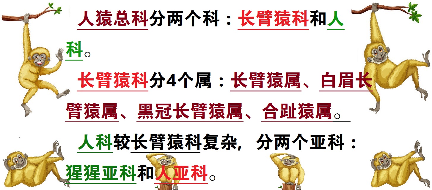 动物大猩猩深度解析,人科动物图谱