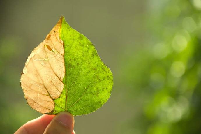 精油是什么东西有什么功效,精油是什么