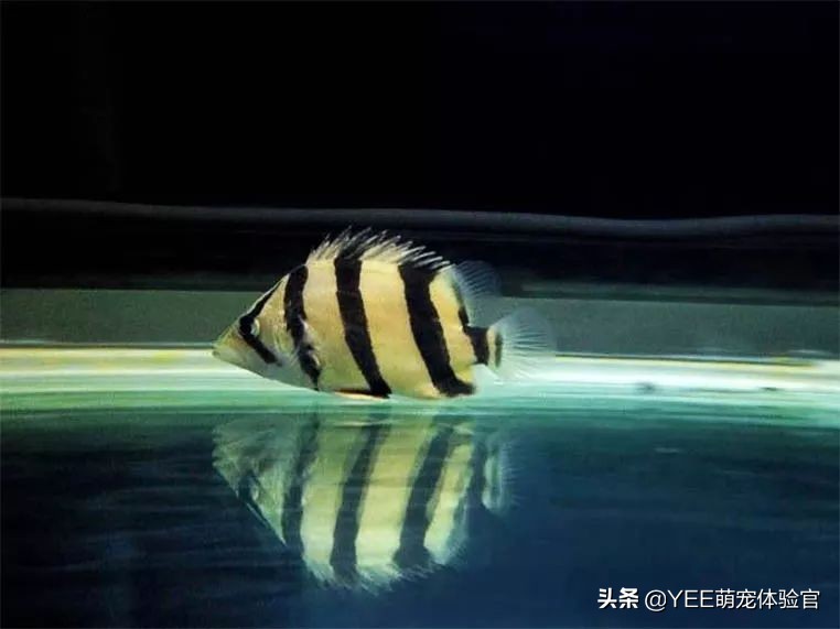 泰北虎养不活,泰北虎鱼为什么一直在缸底