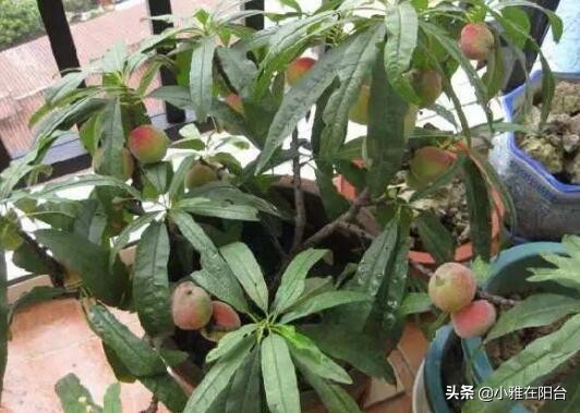 种桃花多久浇一次水,水培桃花开花后把枝栽花盆