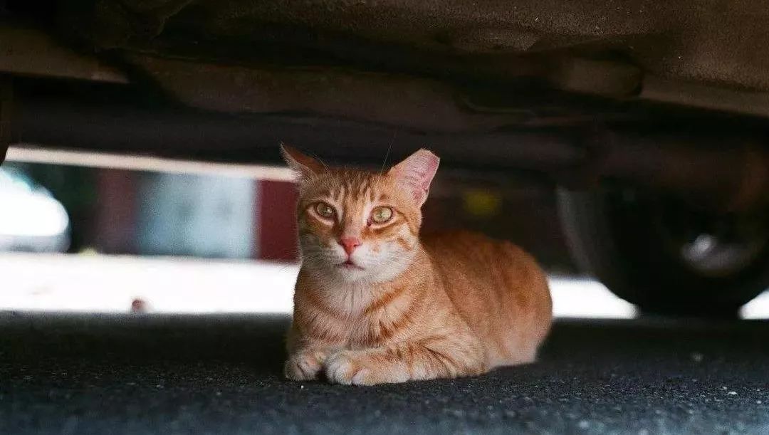 有猫进车里是什么征兆,感觉有猫钻进车里