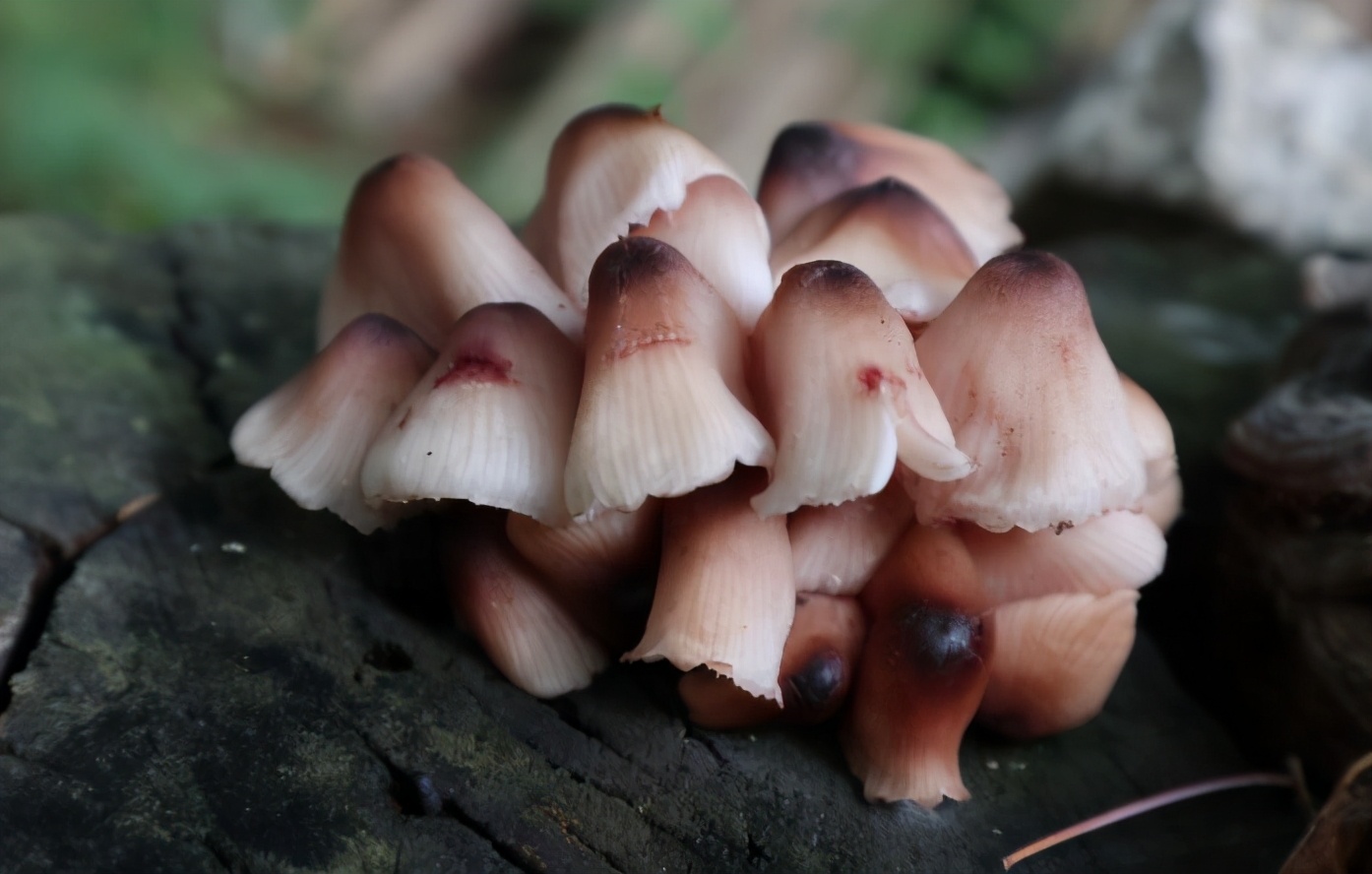 长刺的蘑菇能吃吗,14种毒蘑菇千万别吃