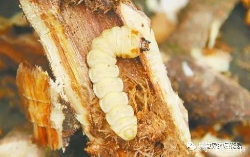 斗米虫到底卖到哪里去了,斗米虫市场前景如何