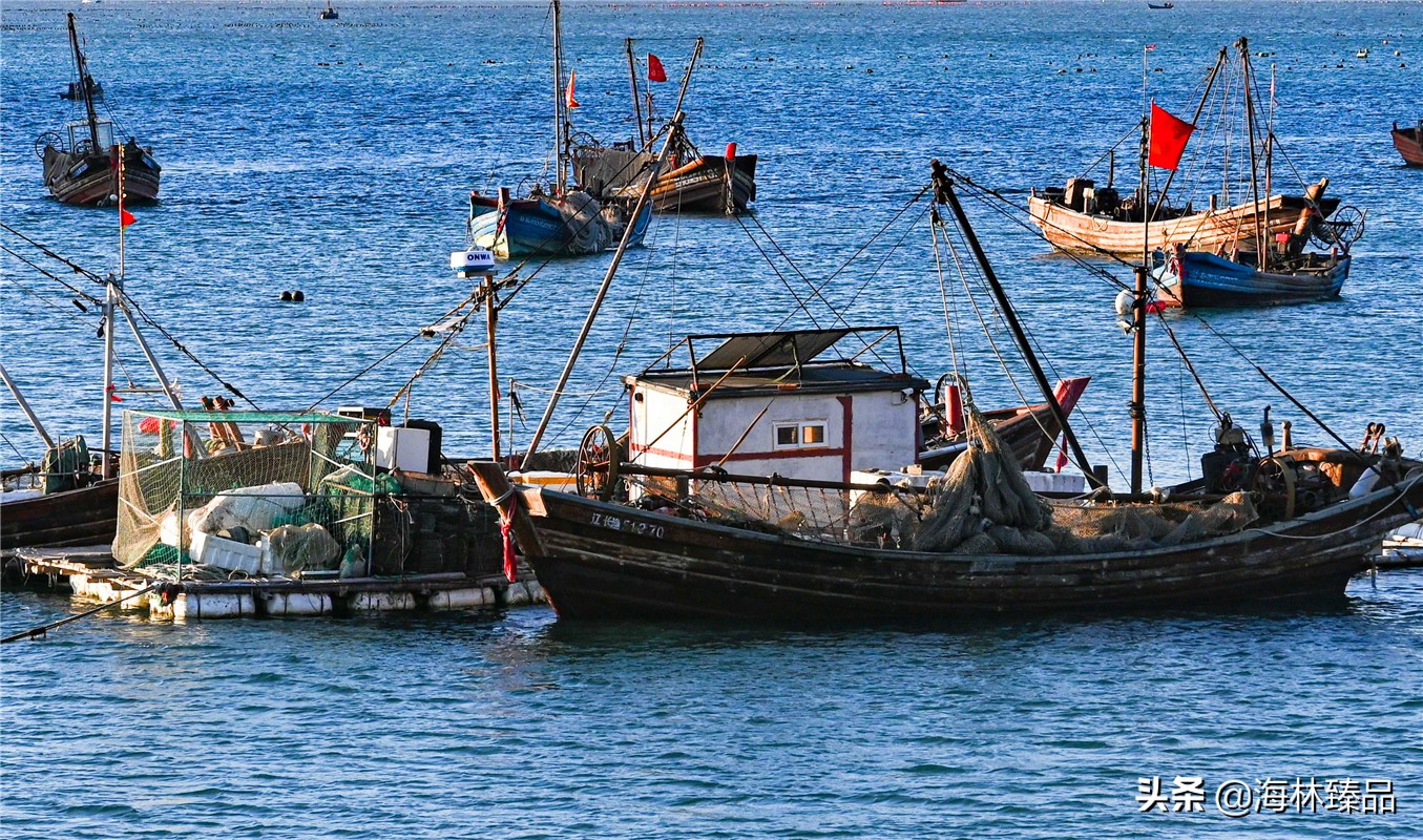 野生海参探店,野生海参采捕视频大全