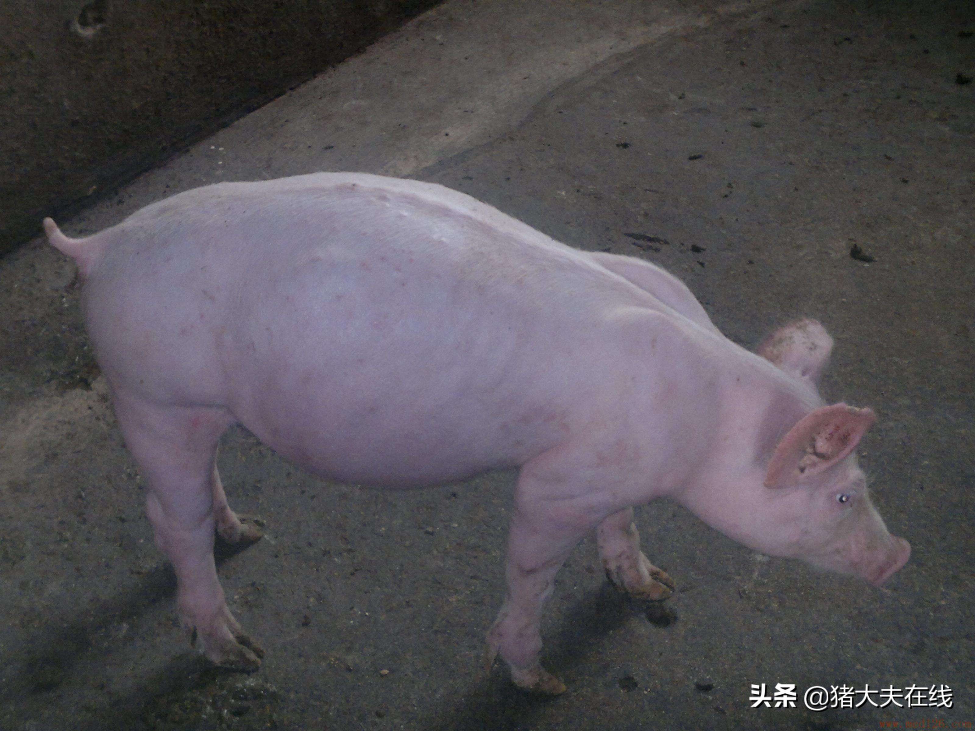 简单易学猪胀气急救办法，真能救猪命！