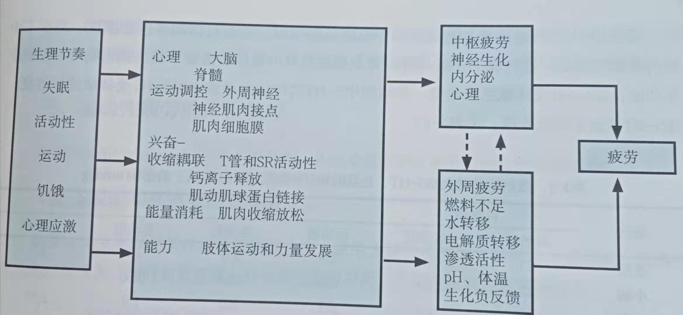 苦练没有进步怎么训练,长期训练导致肌肉无力该怎么恢复