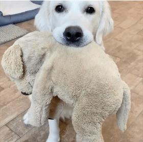 如果狗狗对你有攻击性该怎么办,狗狗表示友好的叫声和动作是什么