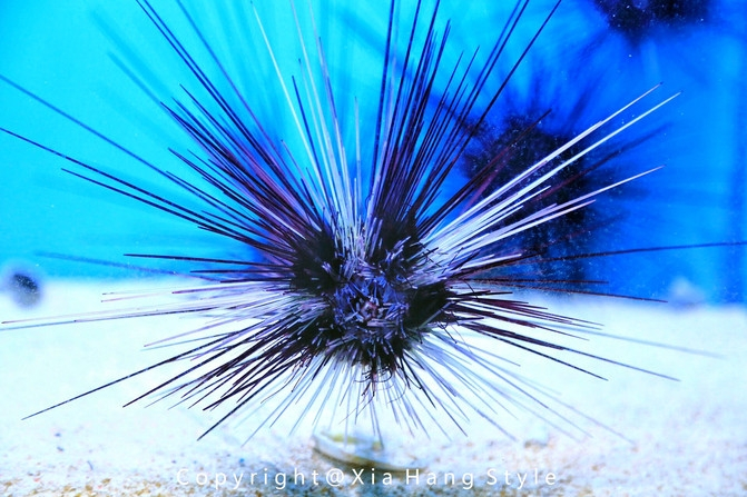 横店梦幻谷水世界有奥特曼,横店梦幻谷水世界摩天轮