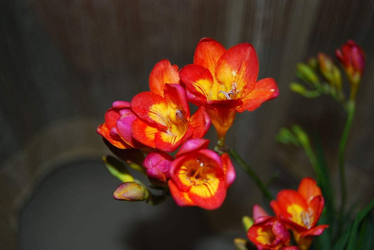 香雪兰开花倒伏可以重新移栽吗,香雪兰倒伏修剪后会影响开花吗