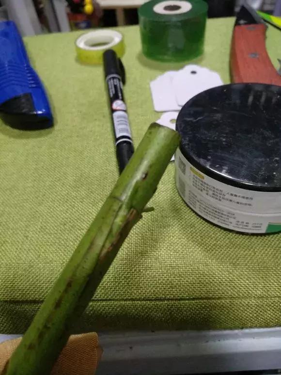 买假花月季,网上买的月季怎么处理