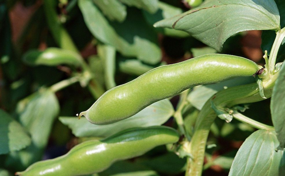 硬生生地在蚕虫壳中活了六年