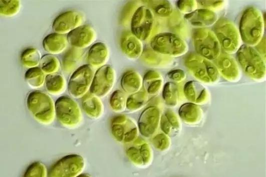 水产养殖藻类老化是怎样的,水产养殖显微镜下各种藻类