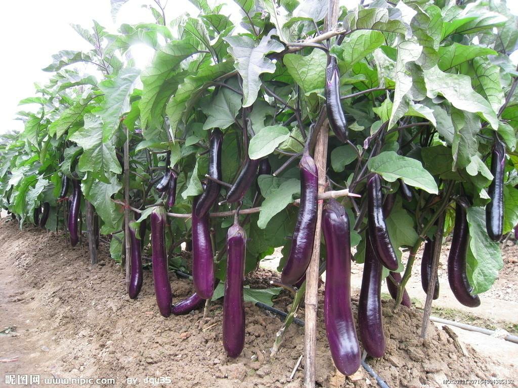 茄子吸油怎么炒,茄子吸油怎么做可以减少吸油量