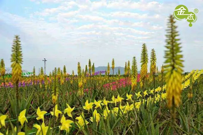 跨越20年的芦荟情谊