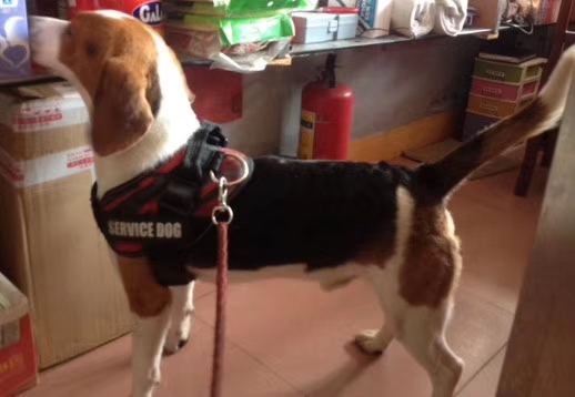 养比格犬好玩吗,比格犬适合新手养吗