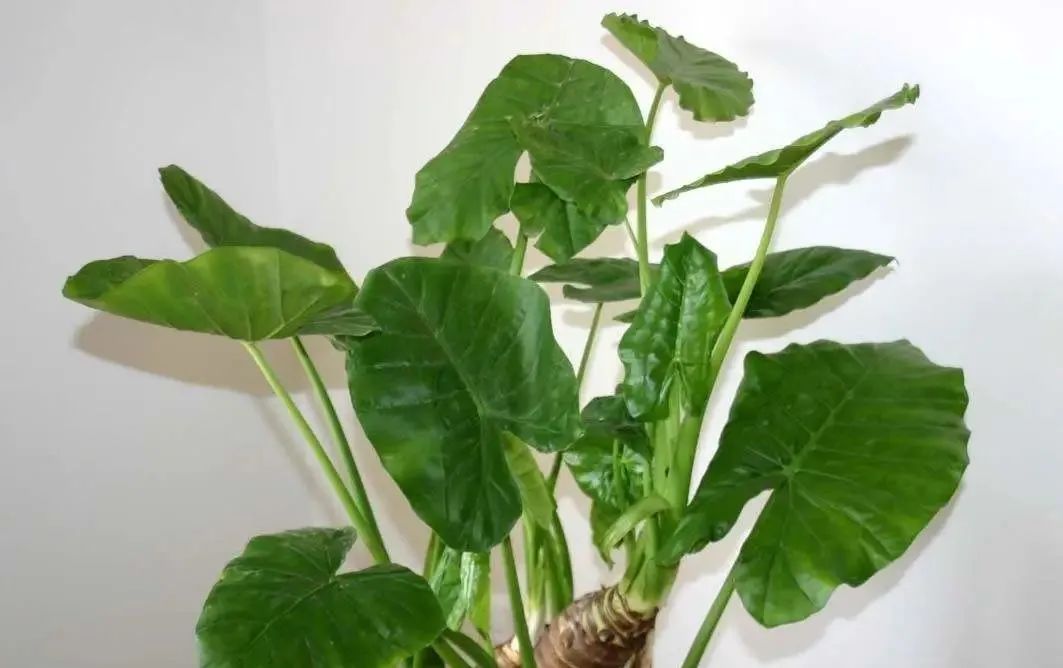 养护滴水观音,滴水观音怎样养护才好养