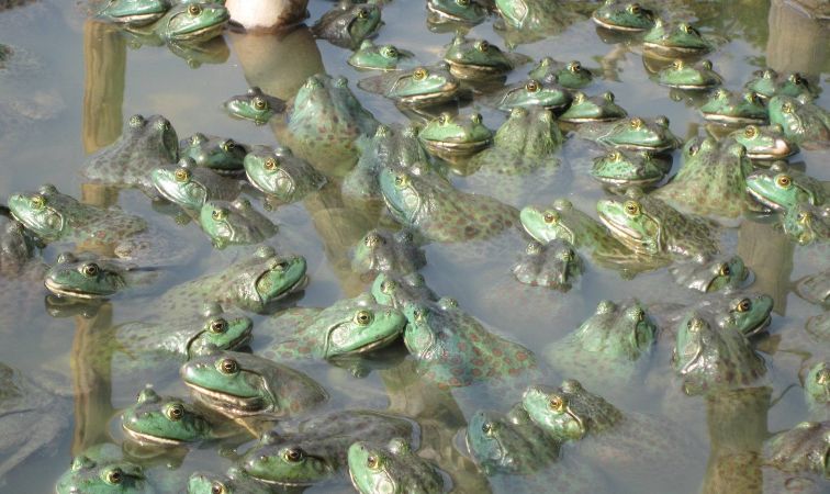 订单式养殖都有哪些好项目和方法,利润很吓人的10个冷门养殖项目