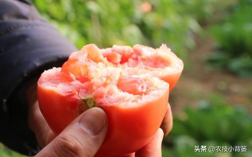 番茄膨果期出现裂纹、开裂等裂果现象，原因不一定都是因为缺钙！