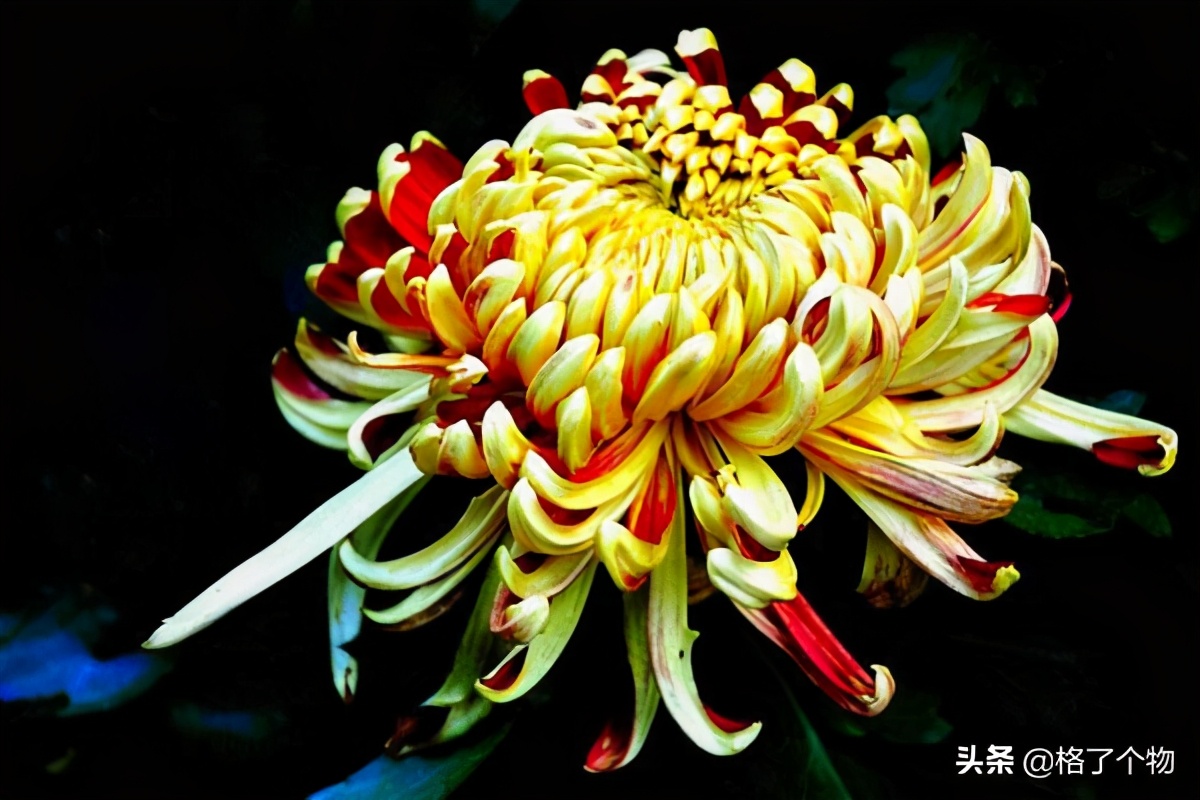 世上最长寿的动植物,古老有寓意的动植物