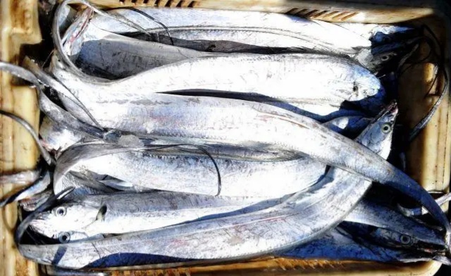 带鱼什么季节吃最好吃,又到吃小鱼的季节