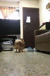 狗狗独自在家怎么解决吃的,狗狗独自在家怎么办