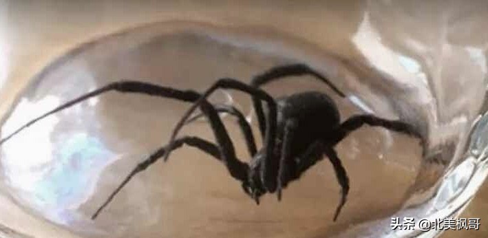 在加拿大最危险的五件事情,加拿大有什么危险动物或昆虫