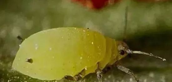 杀灭地下害虫这里有10种绝招,地下害虫最佳灭虫方法