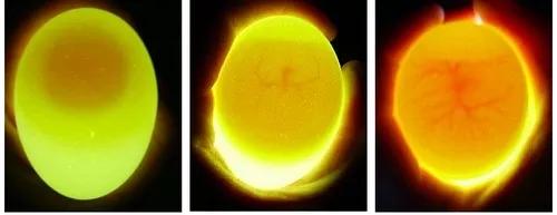 鸡蛋是鸡的月经吗,我们吃的鸡蛋有胚吗