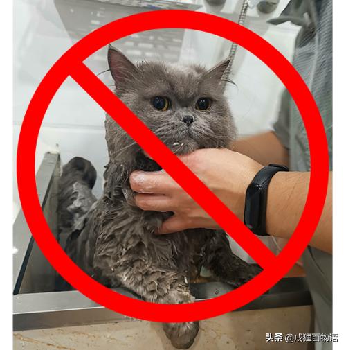 猫咪感冒了怎么办吃什么药,猫咪感冒了怎么办小窍门