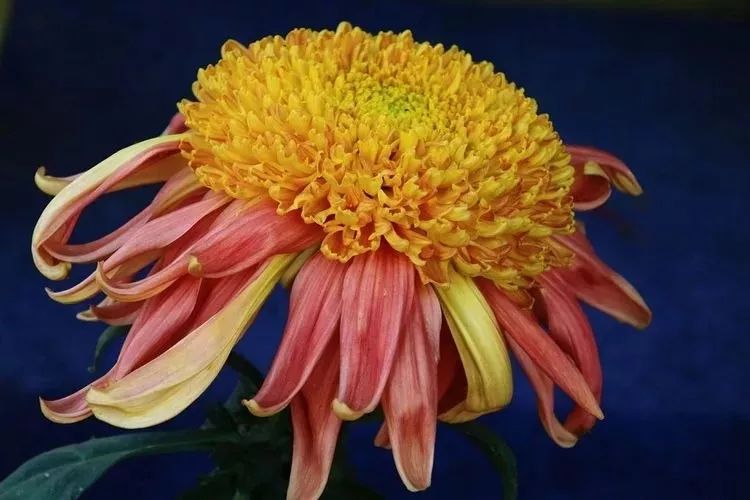 花中四君子菊花国画用笔,花中四君子菊花高清图片