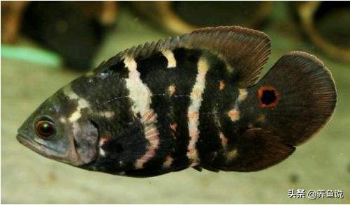 观赏鱼水质波动引起肠炎怎么办,观赏鱼肠炎下药能喂食吗