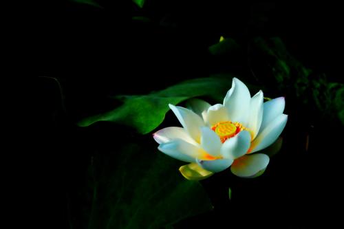 花中君子梅兰竹菊的知识,跟花中君子梅兰竹菊一样的有哪些