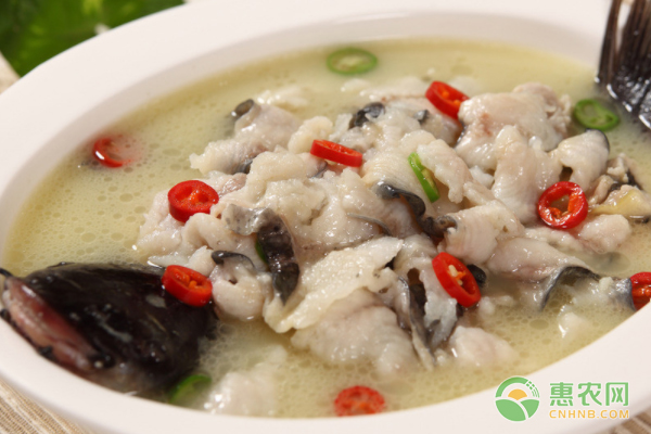 鮰鱼养殖模式有哪些类型,人工养殖鮰鱼多少一斤