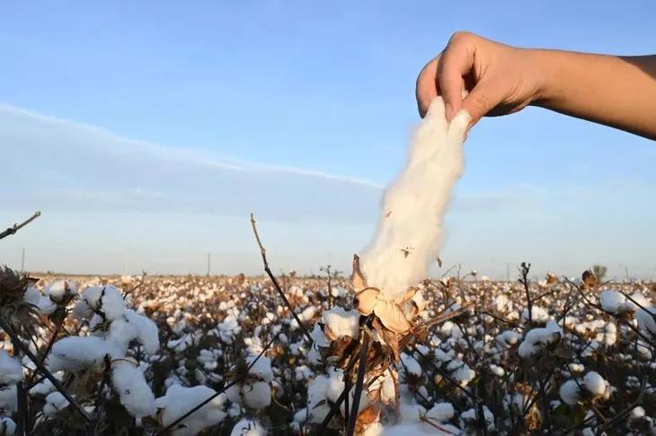 国际大牌男士袜子,男士女士纯棉袜子高档袜子