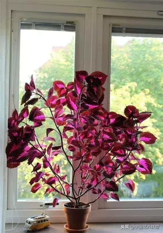 打翻了调色盘的花,打翻了调色盘的美景