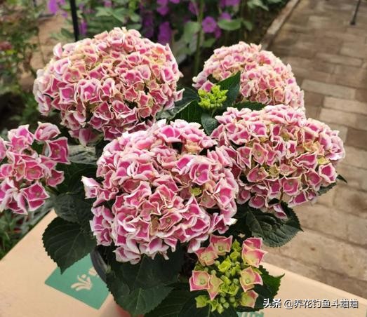 绣球为什么老是烂叶子,绣球修剪成光杆不发芽怎么回事