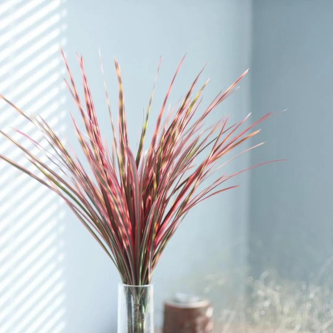 网红必备的高颜值绿植,ins风的网红绿植