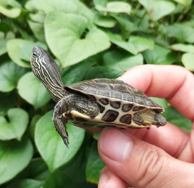 给新手推荐的几个乌龟品种,推荐新手养的乌龟